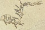 Shale With Dawn Redwood (Metasequoia) Fossils - Montana #356496-2